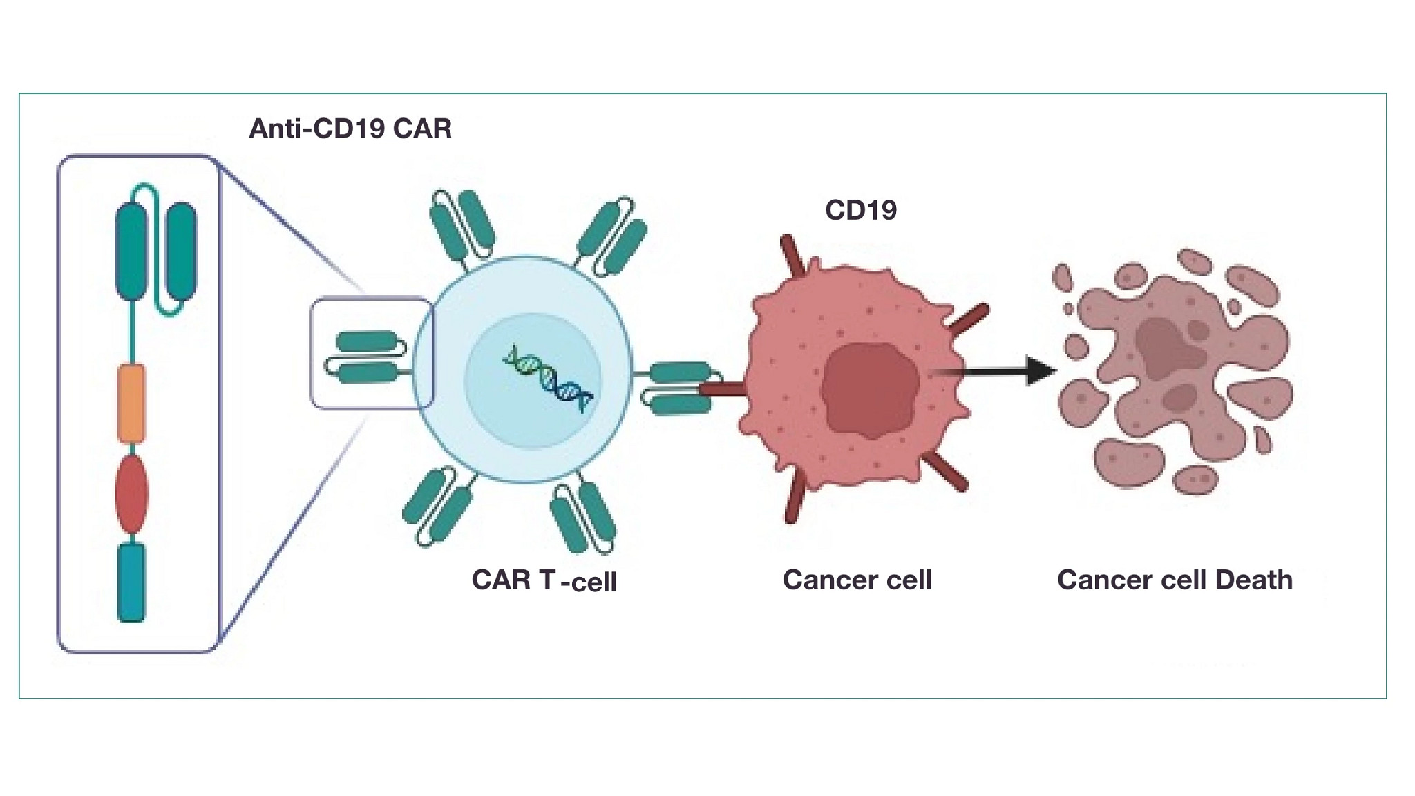 car-t-cell-life car-t-cell-life