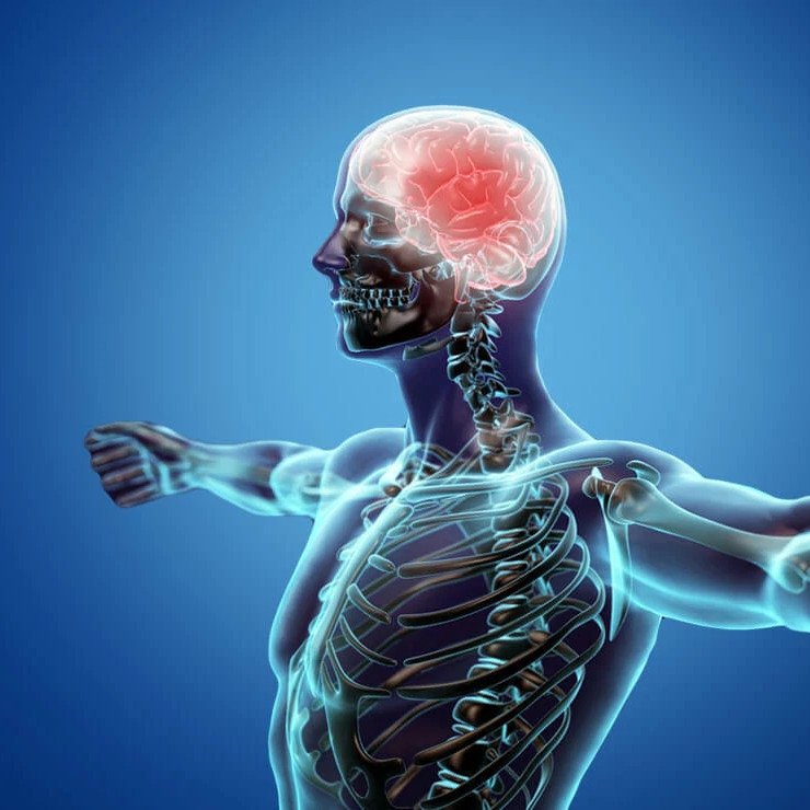 Central_nervous_system