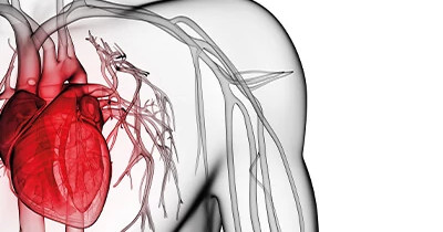 uuid_710f087f-4ec4-4c1a-9ef7-f33261fb7c7f_cardiovascular uuid_710f087f-4ec4-4c1a-9ef7-f33261fb7c7f_cardiovascular